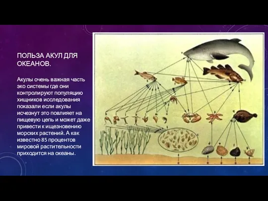 ПОЛЬЗА АКУЛ ДЛЯ ОКЕАНОВ. Акулы очень важная часть эко системы