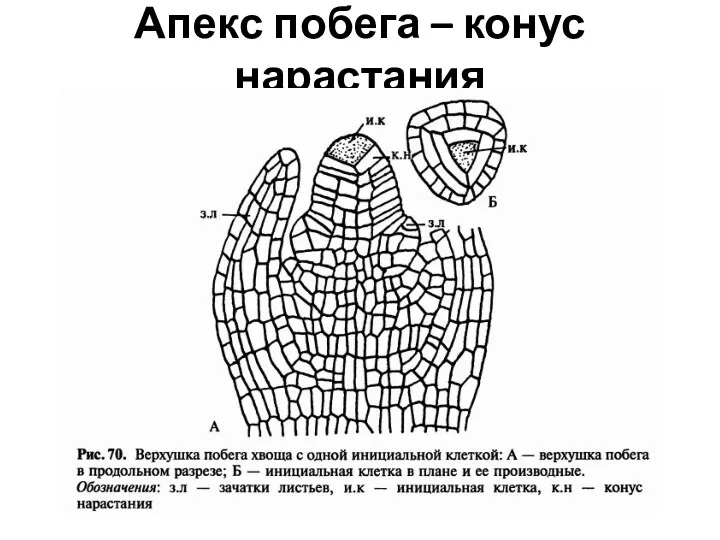 Апекс побега – конус нарастания