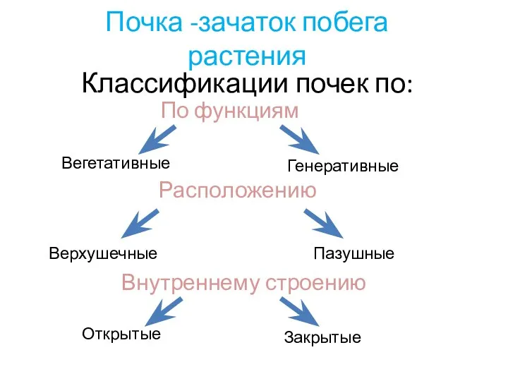 Почка -зачаток побега растения Классификации почек по: Расположению Внутреннему строению