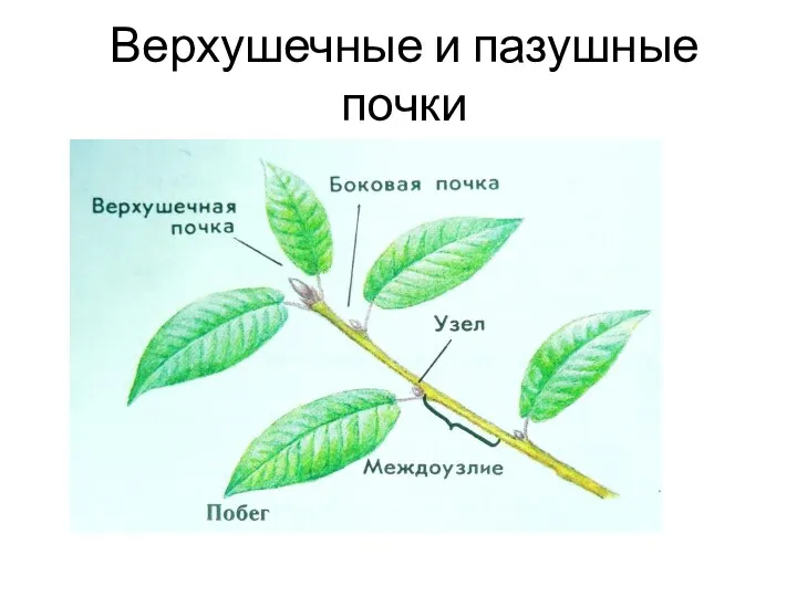 Верхушечные и пазушные почки