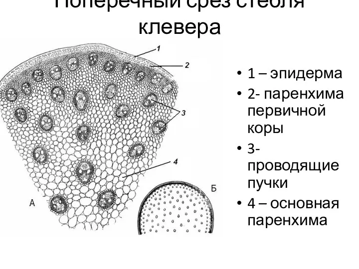 Поперечный срез стебля клевера 1 – эпидерма 2- паренхима первичной