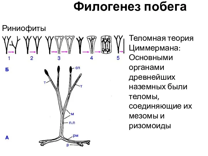 Филогенез побега Теломная теория Циммермана: Основными органами древнейших наземных были