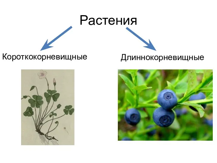 Растения Короткокорневищные Длиннокорневищные