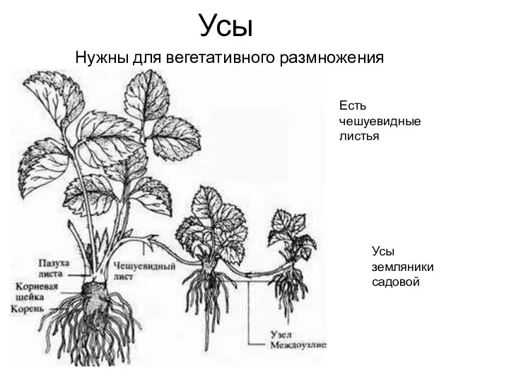 Усы Нужны для вегетативного размножения Усы земляники садовой Есть чешуевидные листья