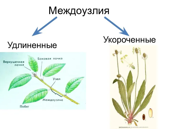 Междоузлия Удлиненные Укороченные