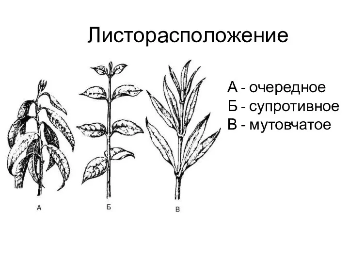 Листорасположение А - очередное Б - супротивное В - мутовчатое