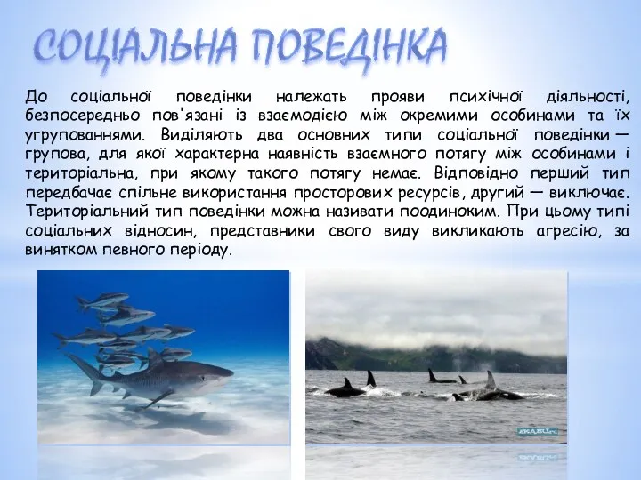 До соціальної поведінки належать прояви психічної діяльності, безпосередньо пов'язані із взаємодією між окремими