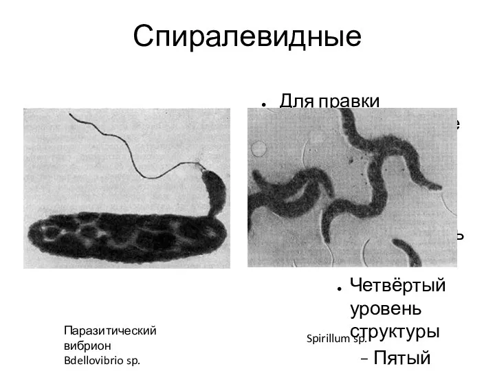 Спиралевидные Паразитический вибрион Bdellovibrio sp. Spirillum sp.