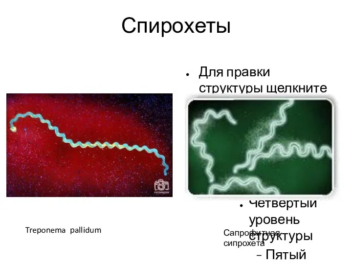 Спирохеты Treponema pallidum Сапрофитная сипрохета