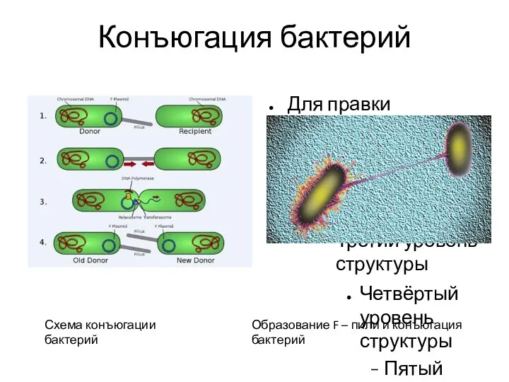 Конъюгация бактерий Схема конъюгации бактерий Образование F – пили и конъюгация бактерий