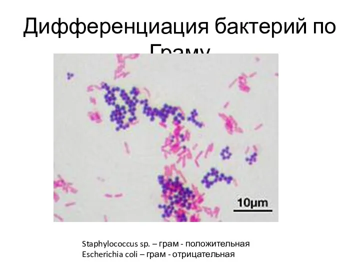 Дифференциация бактерий по Граму Staphylococcus sp. – грам - положительная Escherichia coli – грам - отрицательная
