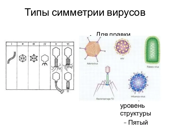 Типы симметрии вирусов