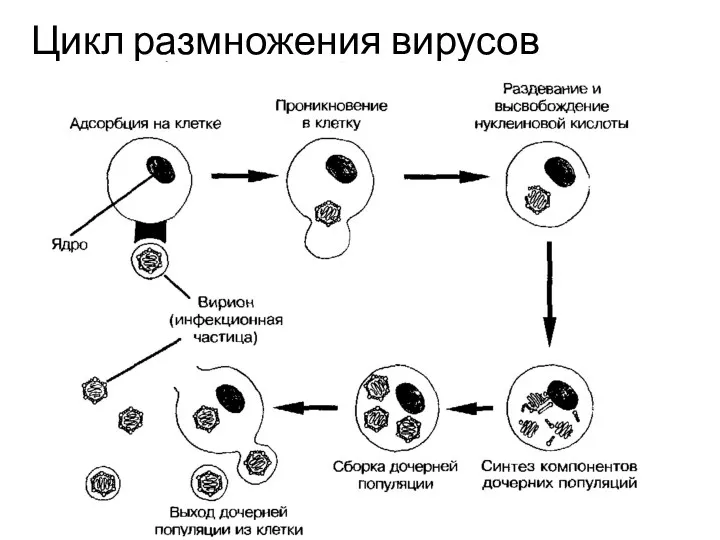 Цикл размножения вирусов