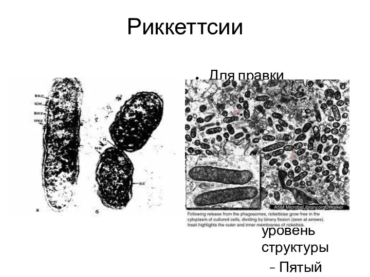 Риккеттсии