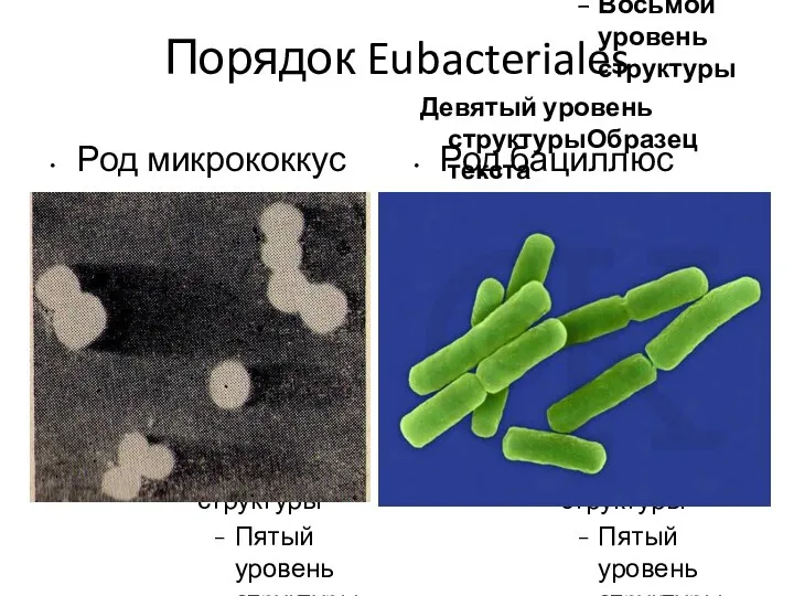 Порядок Eubacteriales Род микрококкус Род бациллюс