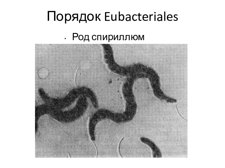 Порядок Eubacteriales Род спириллюм