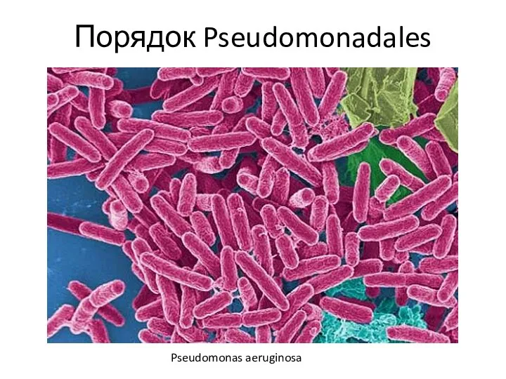 Порядок Pseudomonadales Pseudomonas aeruginosa