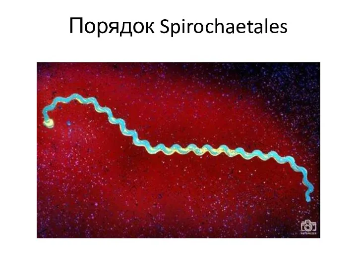 Порядок Spirochaetales