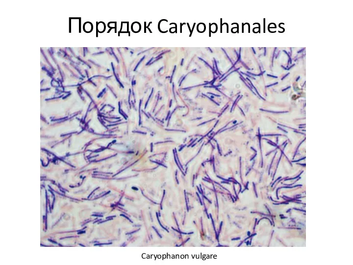 Порядок Caryophanales Caryophanon vulgare
