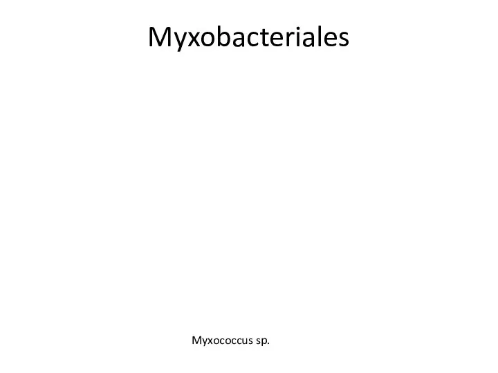 Myxobacteriales Myxococcus sp.