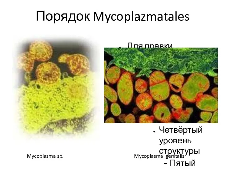 Порядок Mycoplazmatales Mycoplasma sp. Mycoplasma genitalis