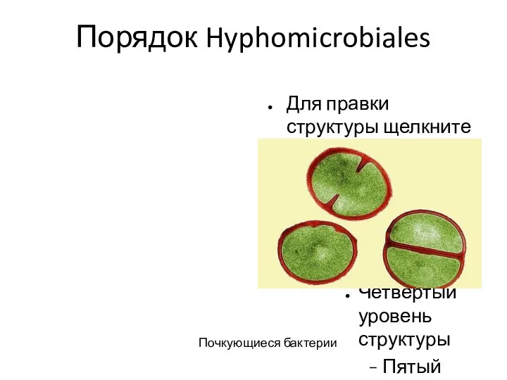 Порядок Hyphomicrobiales Почкующиеся бактерии