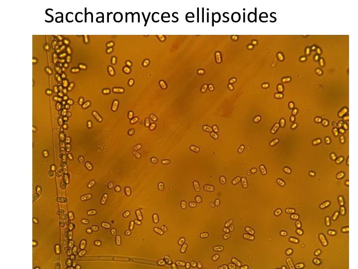 Saccharomyces ellipsoides