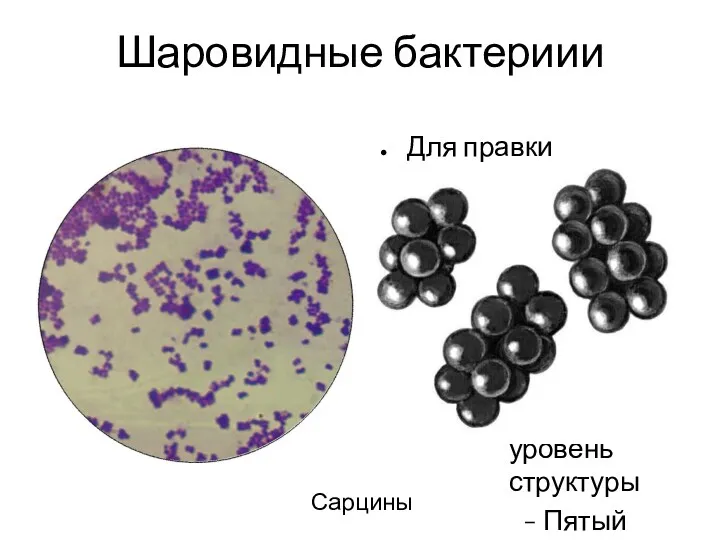 Шаровидные бактериии Сарцины