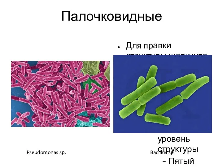 Палочковидные Pseudomonas sp. Bacillus sp.