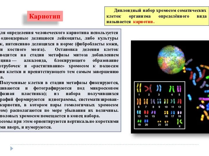 Кариотип Диплоидный набор хромосом соматических клеток организма определённого вида называется