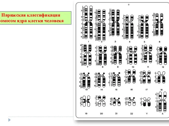 Парижская классификация хромосом ядра клетки человека