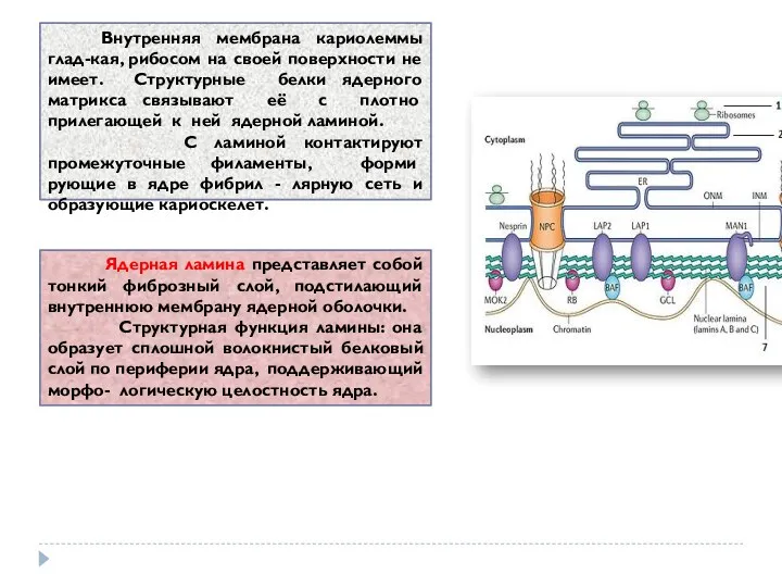 Ядерная ламина представляет собой тонкий фиброзный слой, подстилающий внутреннюю мембрану ядерной оболочки. Структурная