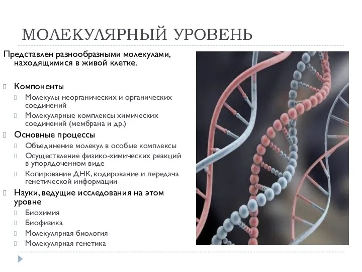 МОЛЕКУЛЯРНЫЙ УРОВЕНЬ Представлен разнообразными молекулами, находящимися в живой клетке. Компоненты Молекулы неорганических и