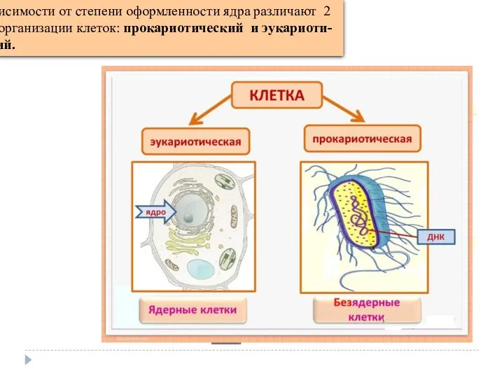 В зависимости от степени оформленности ядра различают 2 типа организации клеток: прокариотический и эукариоти-ческий.