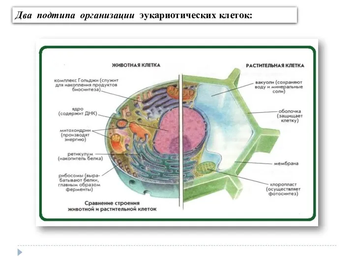 Два подтипа организации эукариотических клеток: