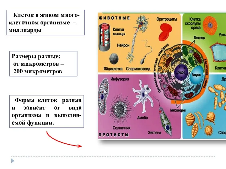 Клеток в живом много-клеточном организме – миллиарды Размеры разные: от микрометров – 200