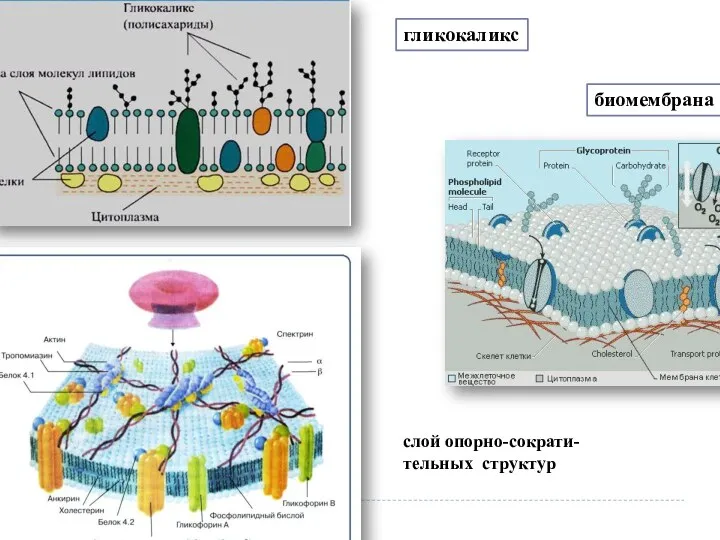 биомембрана гликокаликс слой опорно-сократи- тельных структур
