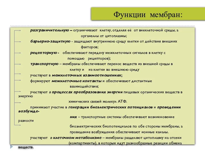 Функции мембран: разграничительную – ограничивают клетку, отделяя её от внеклеточной