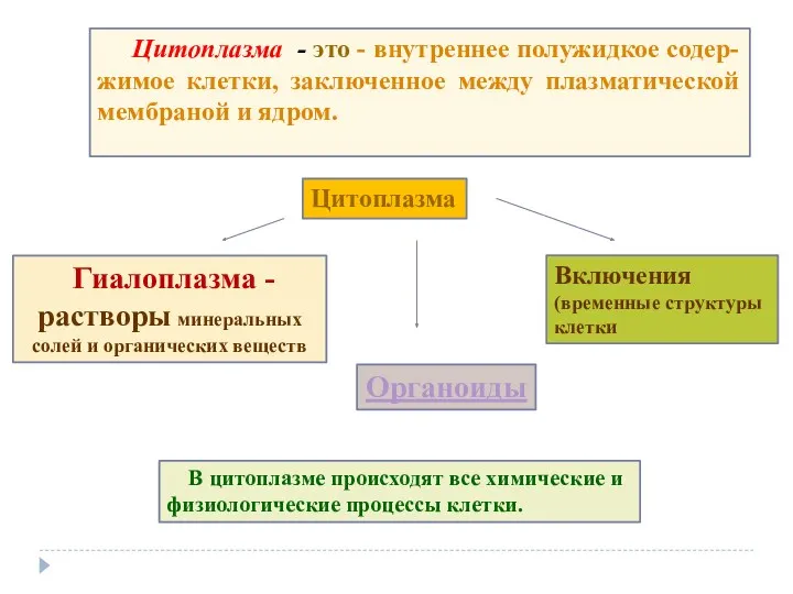 Цитоплазма - это - внутреннее полужидкое содер-жимое клетки, заключенное между плазматической мембраной и