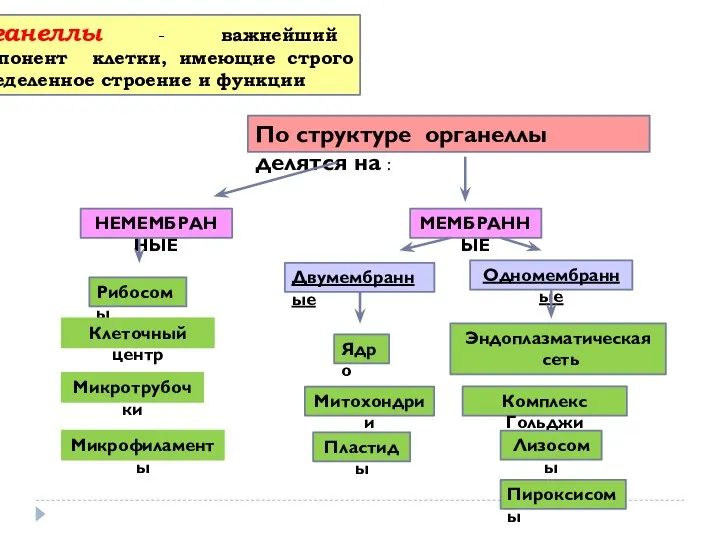 Органеллы - важнейший компонент клетки, имеющие строго определенное строение и функции Одномембранные Двумембранные