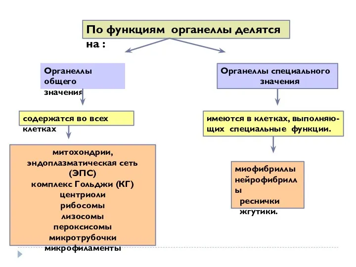 По функциям органеллы делятся на : Органеллы общего значения Органеллы специального значения митохондрии,