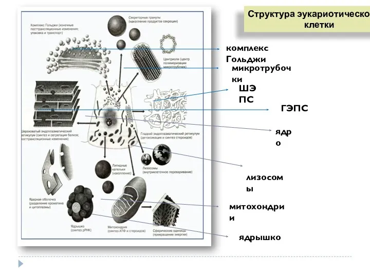 ядро митохондрии комплекс Гольджи ГЭПС лизосомы микротрубочки Структура эукариотической клетки ШЭПС ядрышко