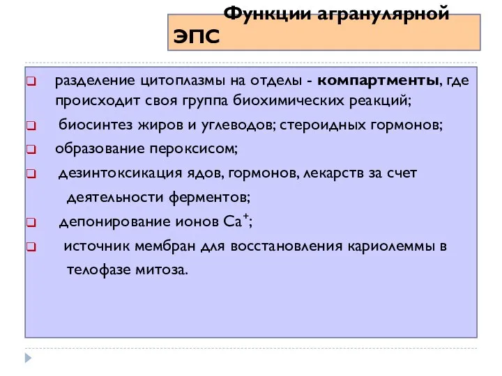 Функции агранулярной ЭПС разделение цитоплазмы на отделы - компартменты, где происходит своя группа