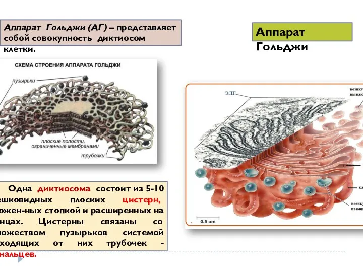 Аппарат Гольджи Аппарат Гольджи (АГ) – представляет собой совокупность диктиосом