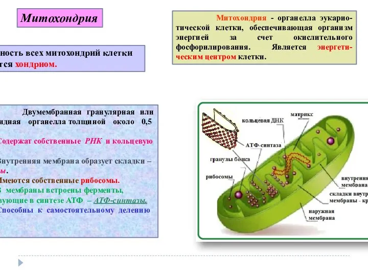 Митохондрия Митохондрия - органелла эукарио-тической клетки, обеспечивающая организм энергией за счет окислительного фосфорилирования.