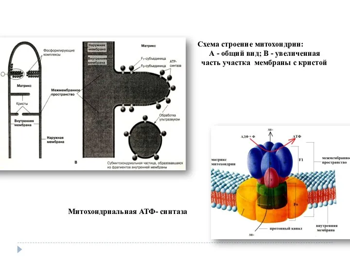 Митохондриальная АТФ- синтаза Схема строение митохондрии: А - общий вид; В - увеличенная