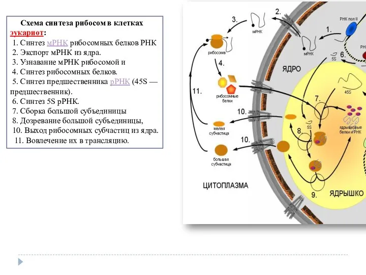 Схема синтеза рибосом в клетках эукариот: 1. Синтез мРНК рибосомных белков РНК 2.