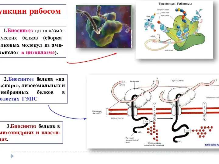 1.Биосинтез цитоплазма-тических белков (сборка белковых молекул из ами-нокислот в цитоплазме).