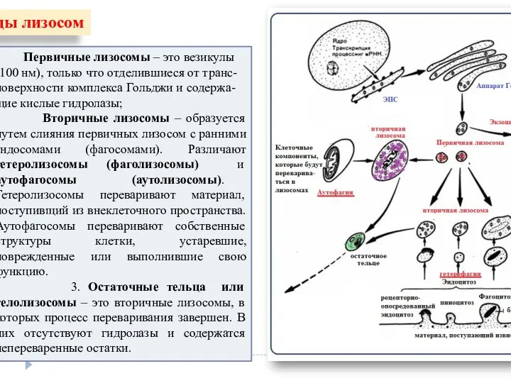 Виды лизосом Первичные лизосомы – это везикулы (100 нм), только что отделившиеся от