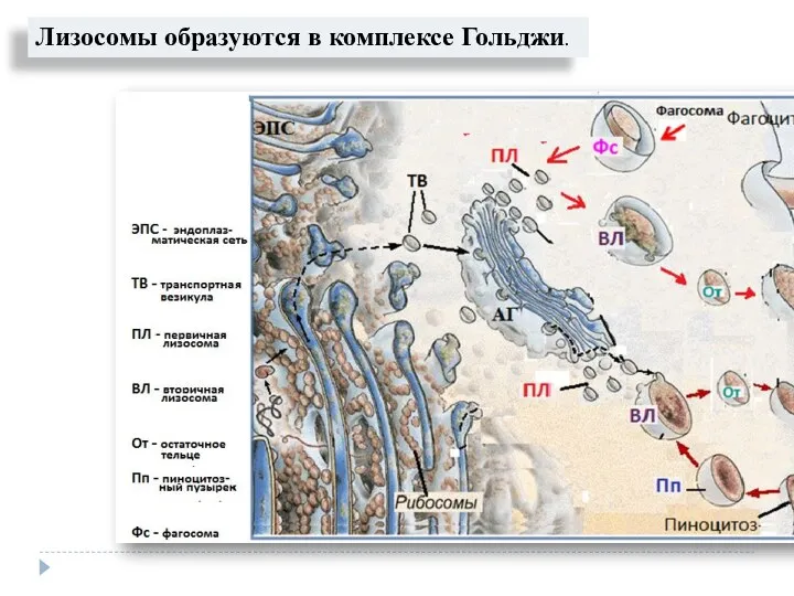Лизосомы образуются в комплексе Гольджи.